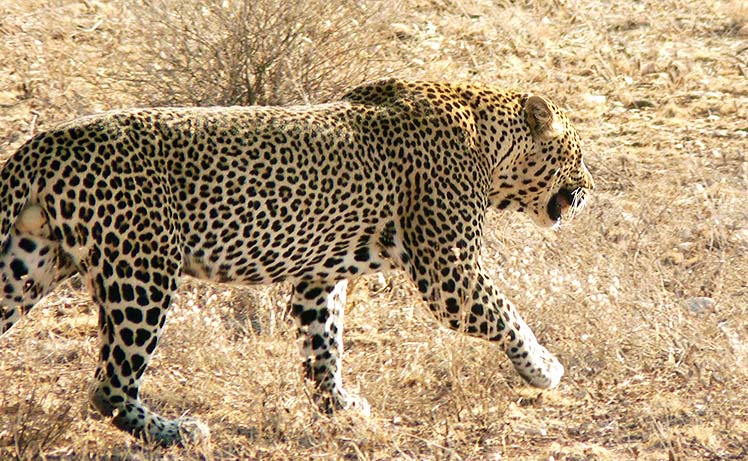 Leopardo de Berbería