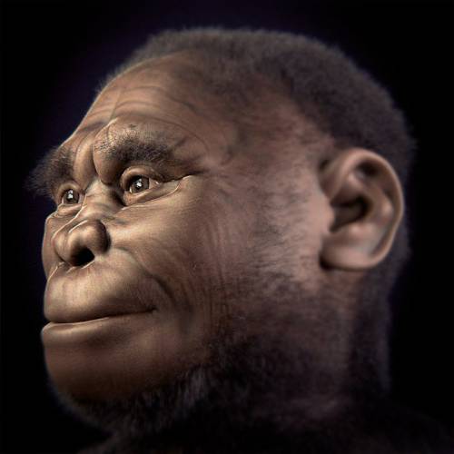 Ilustración de Homo Floresiensis.