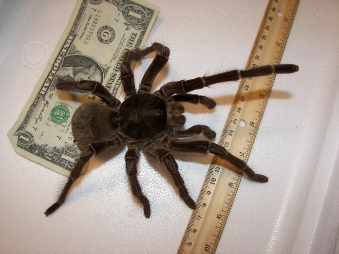 Comparativa de tamaño de una araña mona, en contraste con un billete de dólar y una regla.