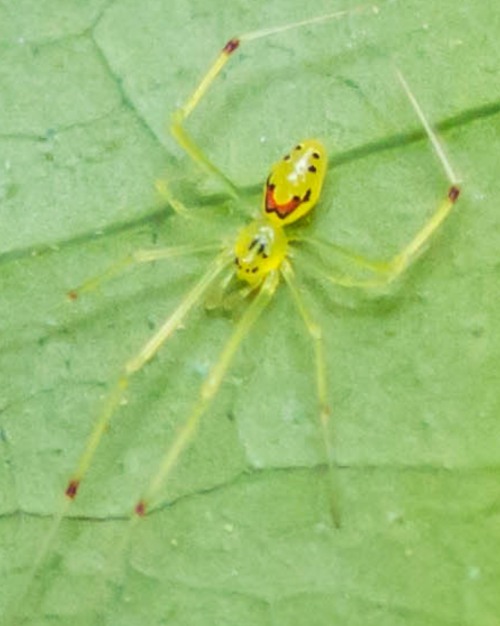 Araña rara con cara feliz en su vientre, de boca roja y ojos negros. La araña es de color verde.