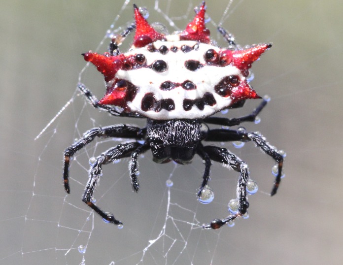 Araña llena de pequeñas gotas de agua después de un día de lluvia exhibiendo su vientre blanco con púas rojas