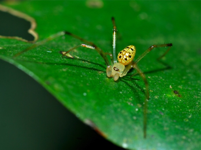 Araña con vientre de espejos de color amarillo posada sobre una hoja verde.