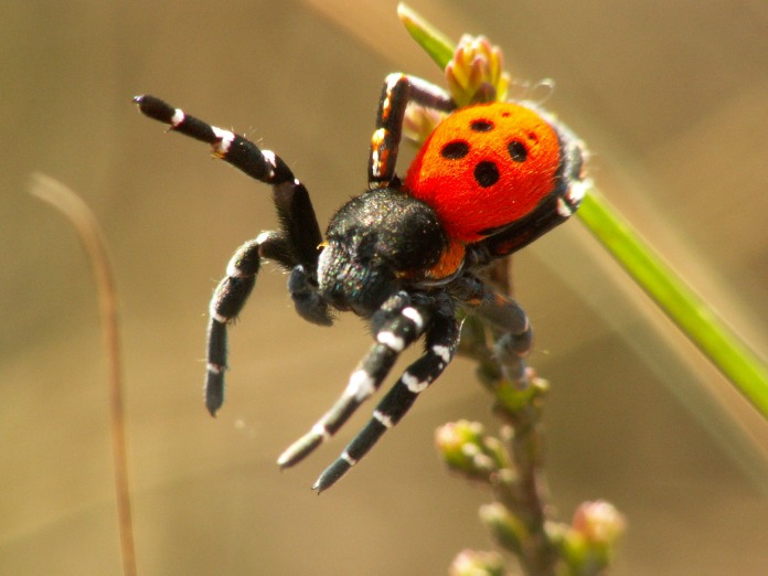 Espécimen macho de la araña mariquita, de color negro con vientre rojo con puntos negros.