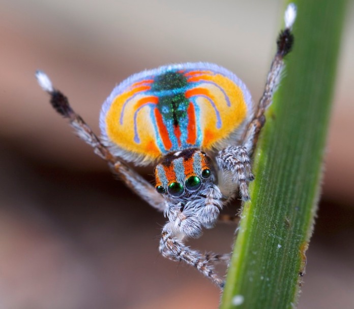 Macho de araña pavorreal exhibiendo su aleta de colores verdes, azules y naranja.