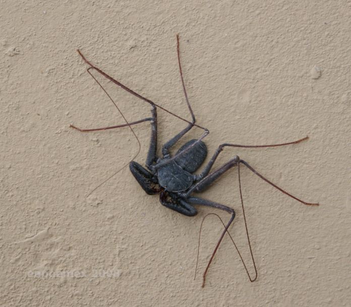 Araña escorpión adherida a la pared con sus patas frontales retraídas.