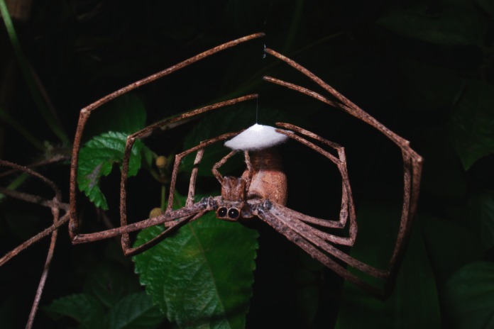 Araña ogro fabricando un saco de huevos, entre las arañas raras del mundo.