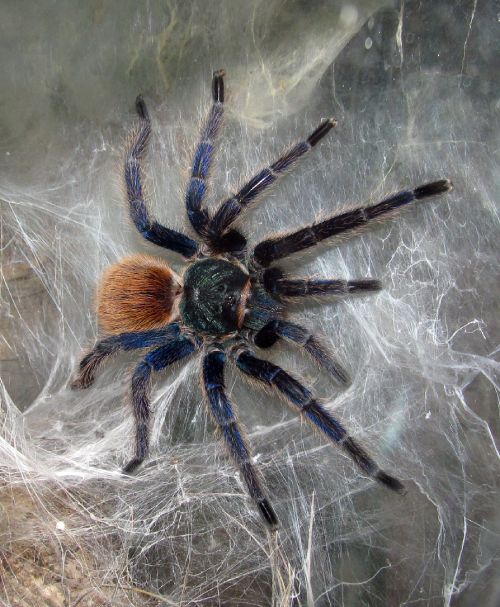 Araña azul hembra en un nido de crianza en cautiverio para aumentar sus números.