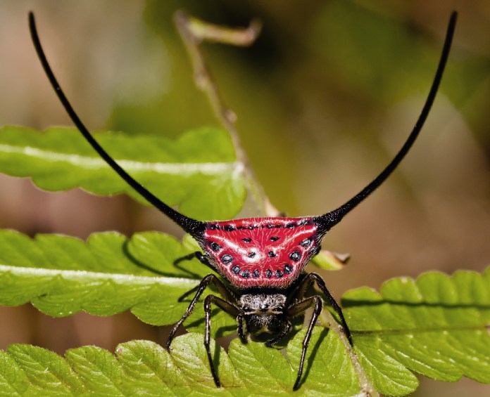 Araña roja con puntos de color negro y enormes cuernos. Una de las especies más raras.