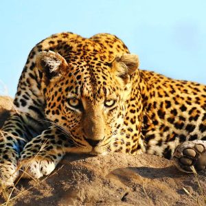 Jaguar acostado en el desierto