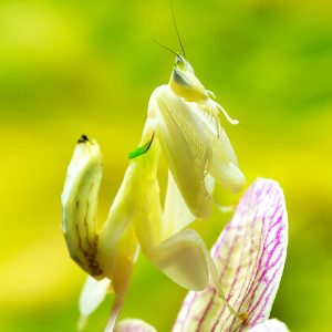 Mantis orquídea (Hymenopus coronatus)