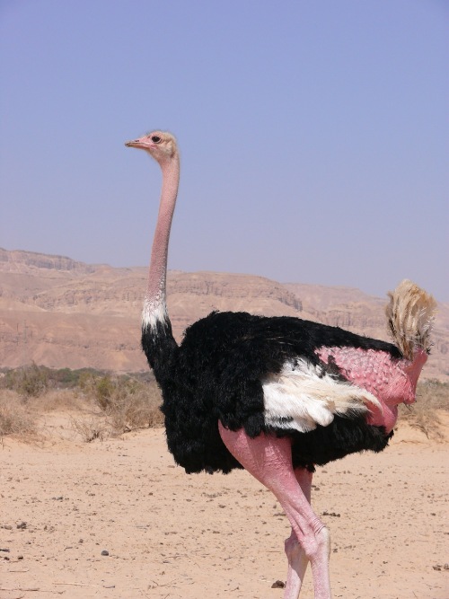 Ejemplar de avestruz en el desierto.