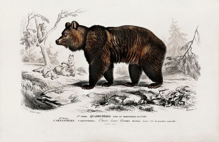 Ilustración de un oso marrón.
