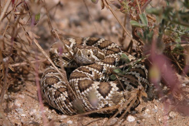 Serpiente cascabel de Mojave.