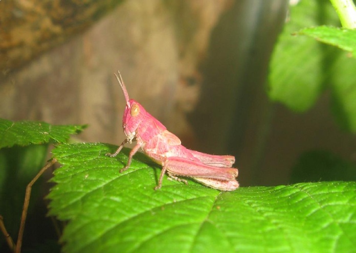 Una rara variación de color de un grillo completamente rosa.