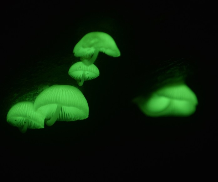 Hongos bioluminiscentes de mycena.