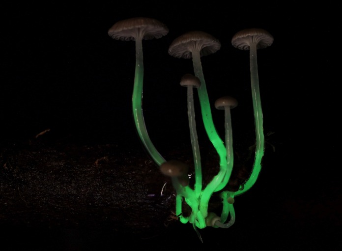 Hongos bioluminiscentes.