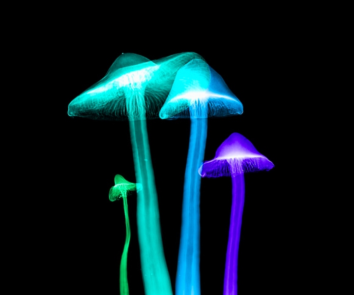 Hongos bioluminiscentes.