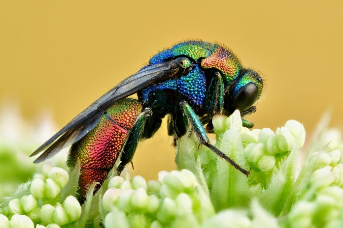 Especie de avispa con colores verdes esmeralda metalizado y cola de color violeta.