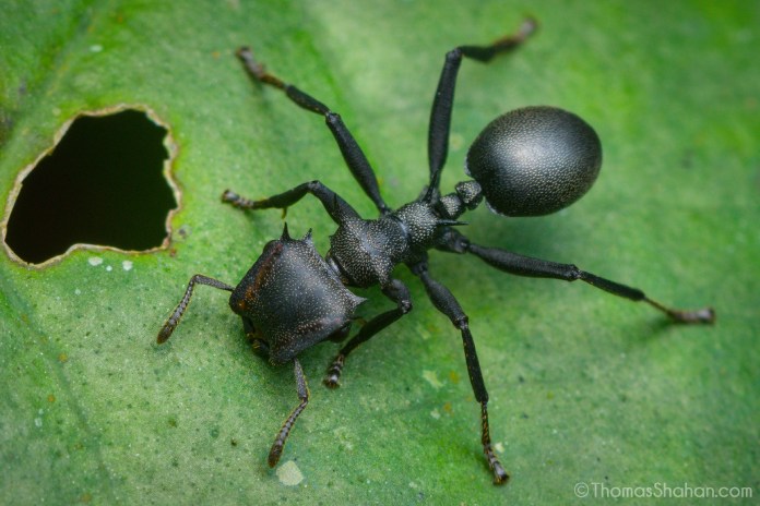 Hormiga de color negro con diminutas vellosidades en su cuerpo.