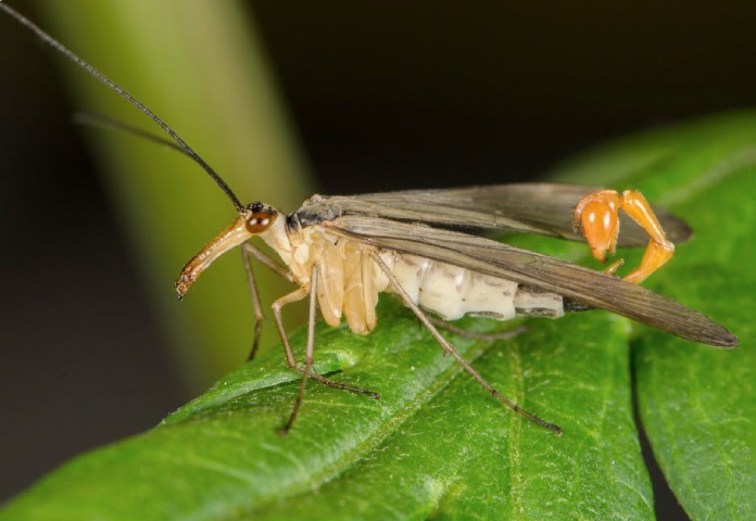 Insecto alado con cara y cuerpo alargados y cola larga en forma de gancho.