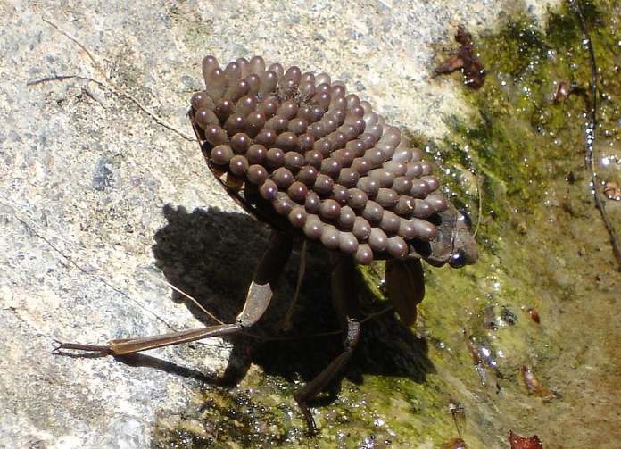 Insecto similar a una mini plataforma que porta en su espalda decenas de huevecillos abultados.