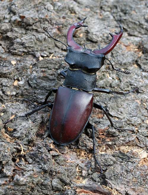 Escarabajo de color marrón y negro con grandes mandíbulas en forma de pinzas de color vino tinto.