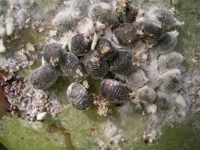 Criadero de cochinillas en crecimiento, un grupo de pequeños insectos rodeados de la característica capa blanca