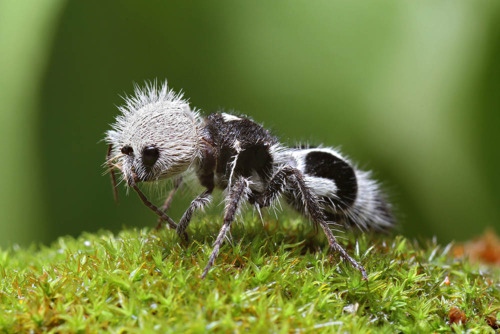 Hormiga panda hembra, una abeja sin alas de color blanco y negro.