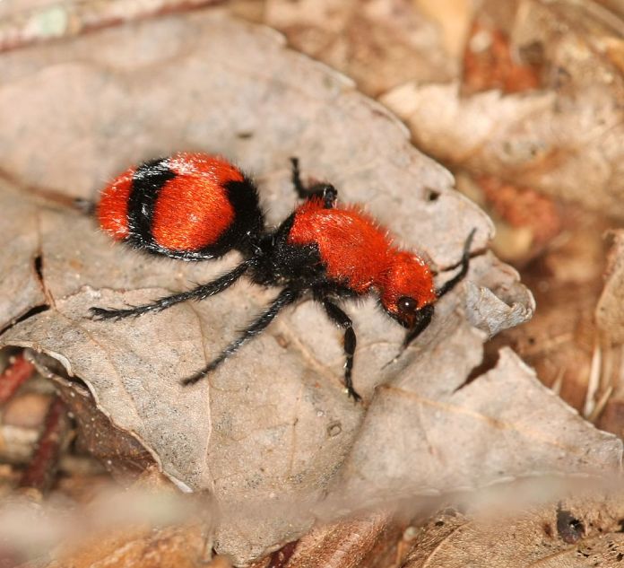 Insecto muy similar a una hormiga de color rojo rubí, la falta de alas identifica a la hembra.