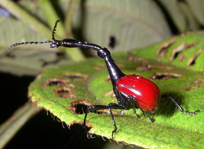 Insecto de color rojo con un cuello de color negro muy largo en comparación con su cuerpo.