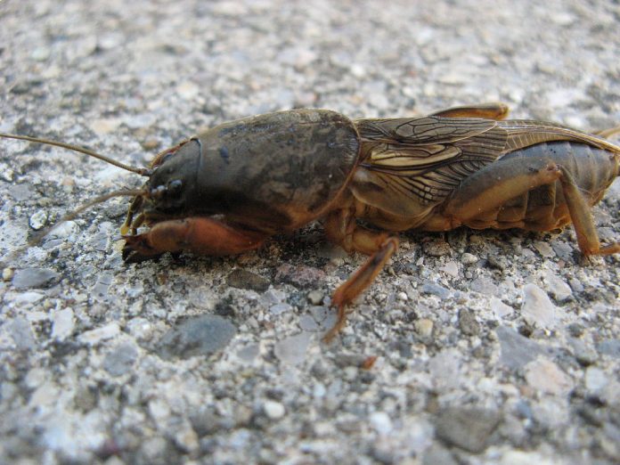 Grillo topo en una toma de cerca, se puede ver su cabeza similar a la de una langosta, cuerpo típico de insecto y unos brazos poderosos.