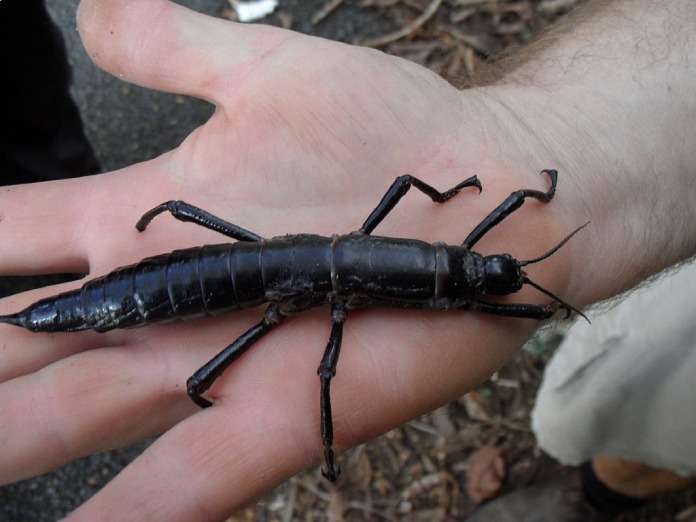 Insecto palo de la isla de Lord Howe, de color negro, sobre la palma de una mano.