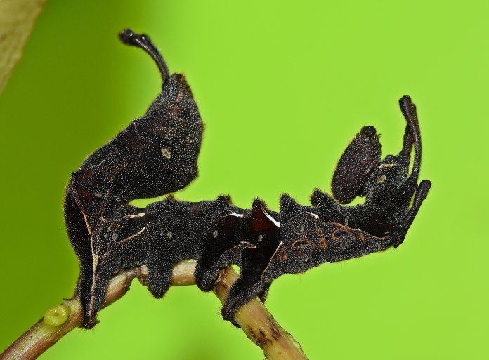 La oruga de la polilla langosta adherida a un árbol, su color negro recuerda a una hoja muerta.