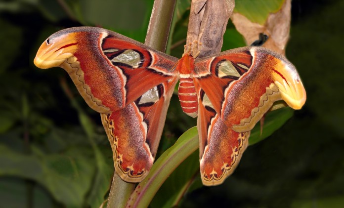 Espécimen de mariposa atlas con las alas extendidas, mostrando patrones exquisitos de marrón, gris, negro y naranja brillante.