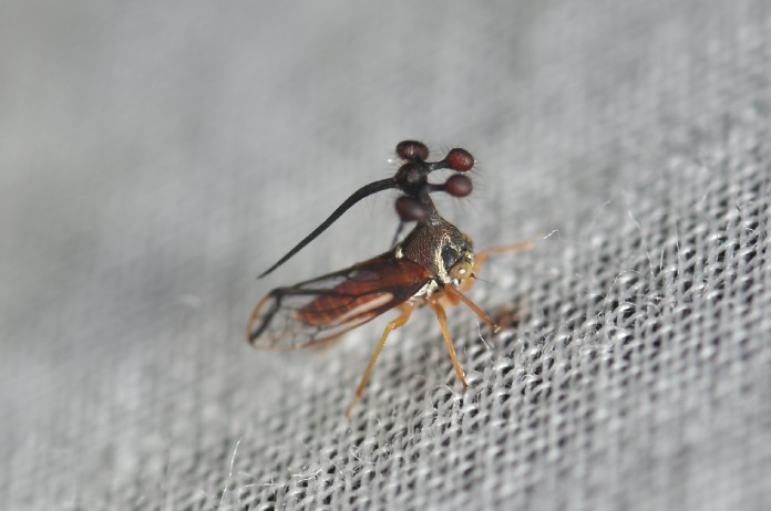 Insecto membrácido enfocado desde cerca sobre una fibra de tela.