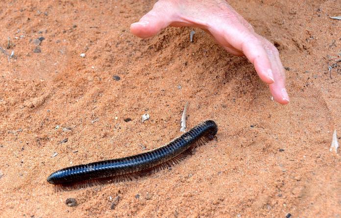 Animal alargado de color negro y varias decenas de patas a los costados.