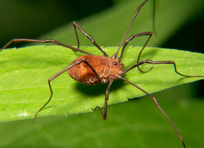 Insecto de patas alargadas y cuerpo Redondo de color marrón, emparentado con los arácnidos.