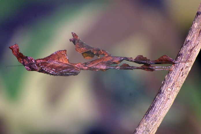 Una mantis de color marrón muy similar a una hoja seca, adherida a un árbol.