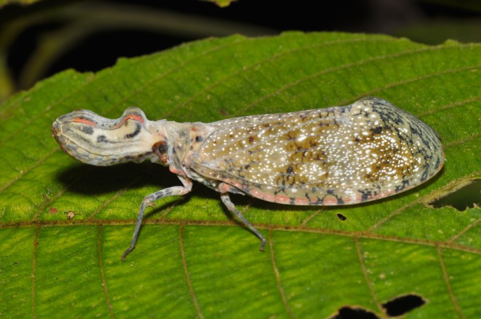 Insecto de colores camuflados con marrón y puntos blancos, su cuerpo recuerda a un cacahuate.