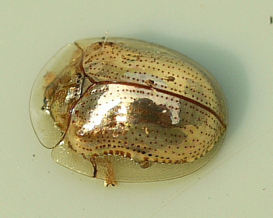 Diminuto escarabajo acorazado que posee una segunda capa translucida sobre su cuerpo dorado.