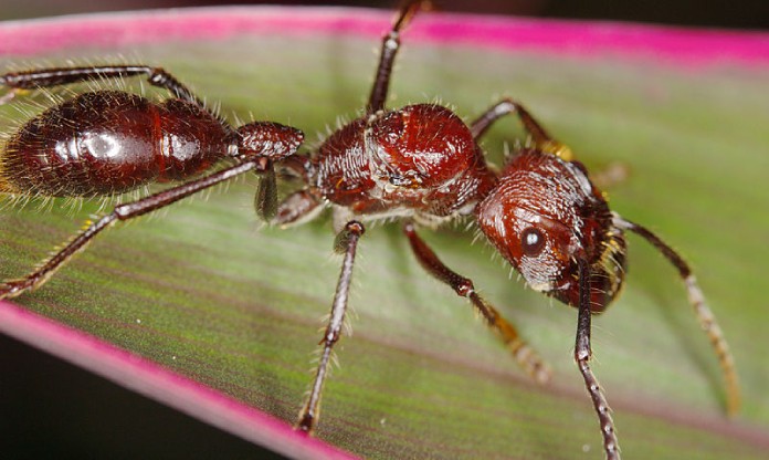 Hormigas gigantes amazónicas.