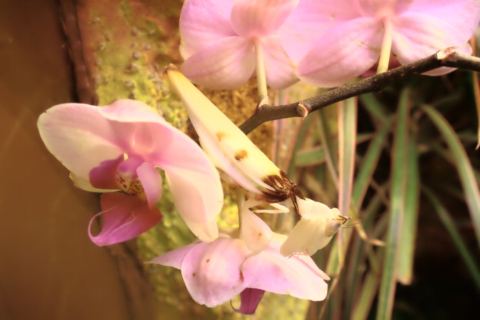 Mantis orquídea - Camuflaje