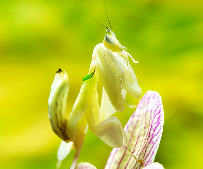 Mantis orquídea (Hymenopus coronatus)