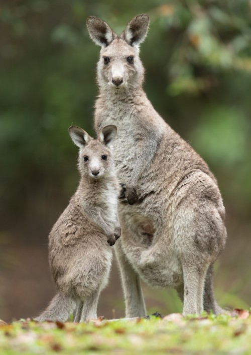 Canguro gris, Brunkerville, Australia.