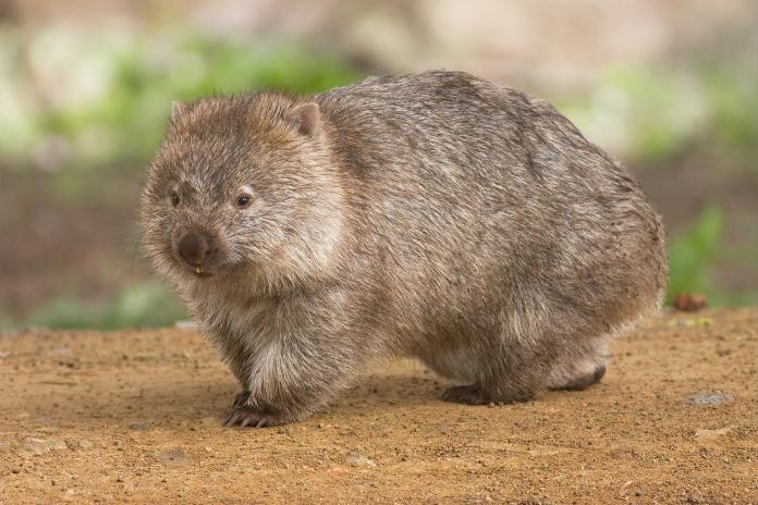 Wombats, son unos adorables animales muy importantes en la fauna de los marsupiales herbívoros.