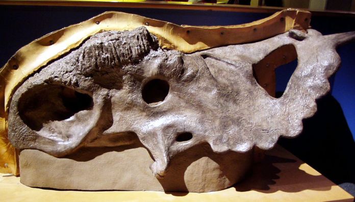 Pachyrhinosaurus - Cráneo del Pachyrhinosaurus canadensis 
