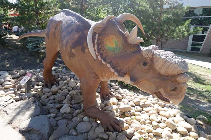 Pachyrhinosaurus - Escultura del Pachyrhinosaurus perotorum exhibida en un museo