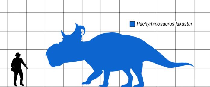 Pachyrhinosaurus - Tamaño del Pachyrhinosaurus lakustai 