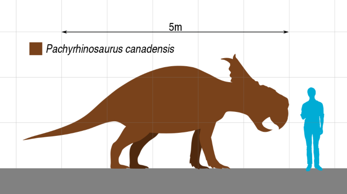 Pachyrhinosaurus - tamaño del Pachyrhinosaurus canadensis