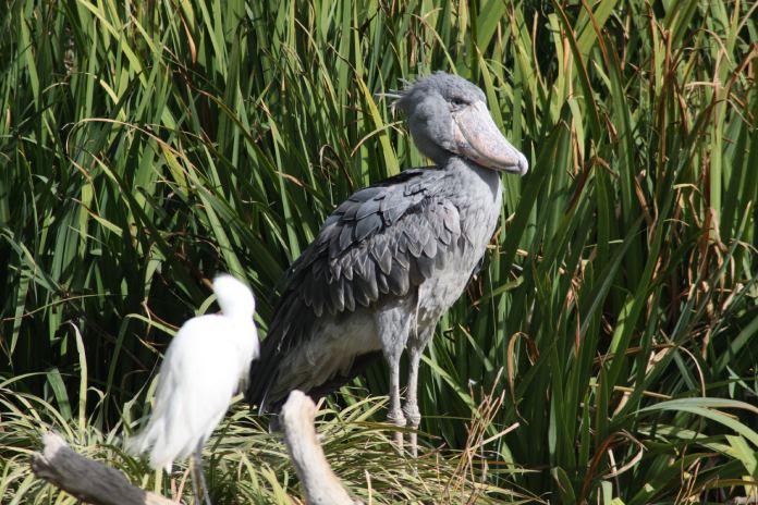 Pájaro picozapato.